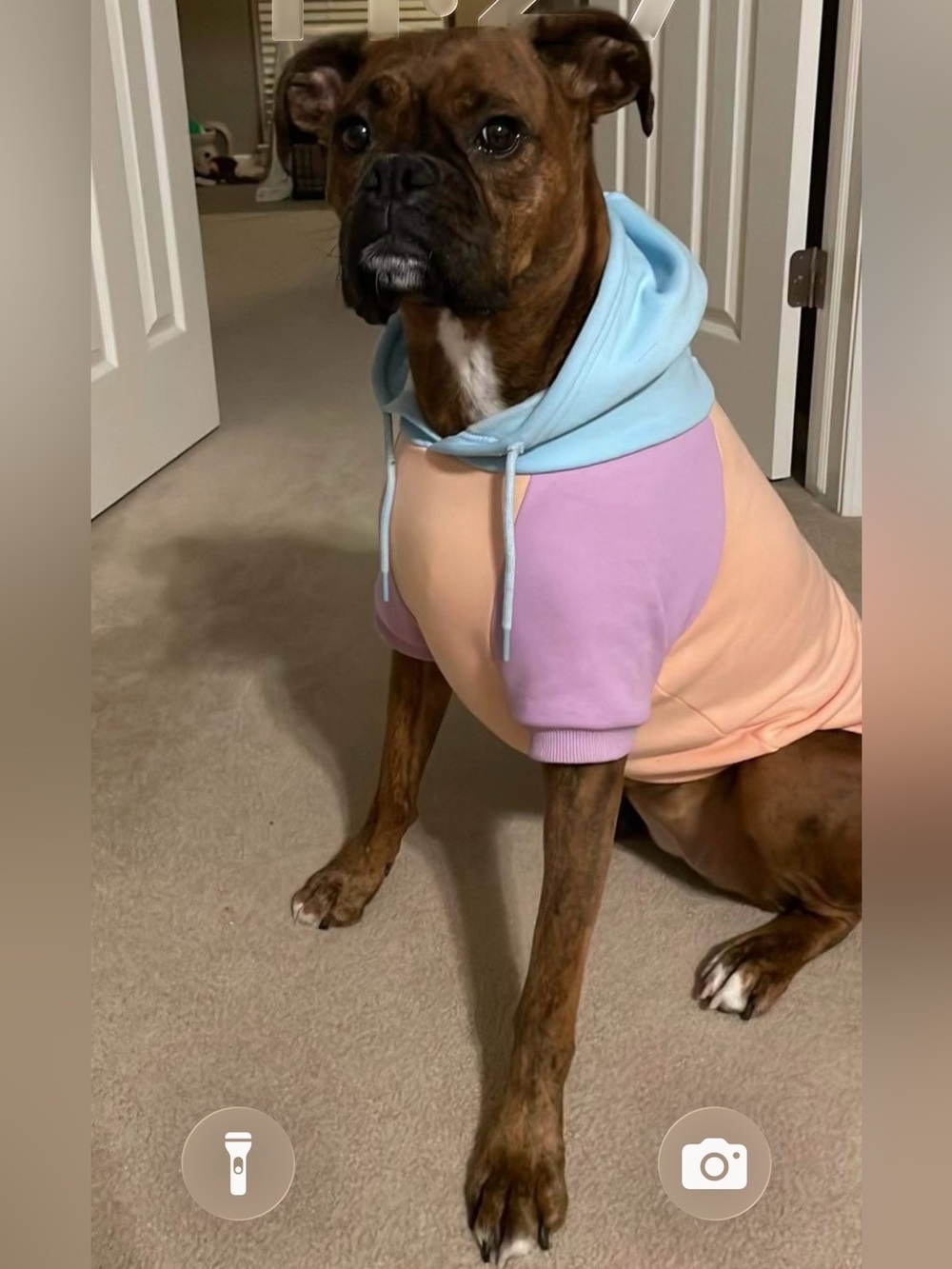 Spark Paws Pastel Multicolor Dog Hoodie - Soft Pink, Lavender & Light Blue